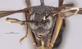 Media type: image;   Entomology 26748 Aspect: head frontal view